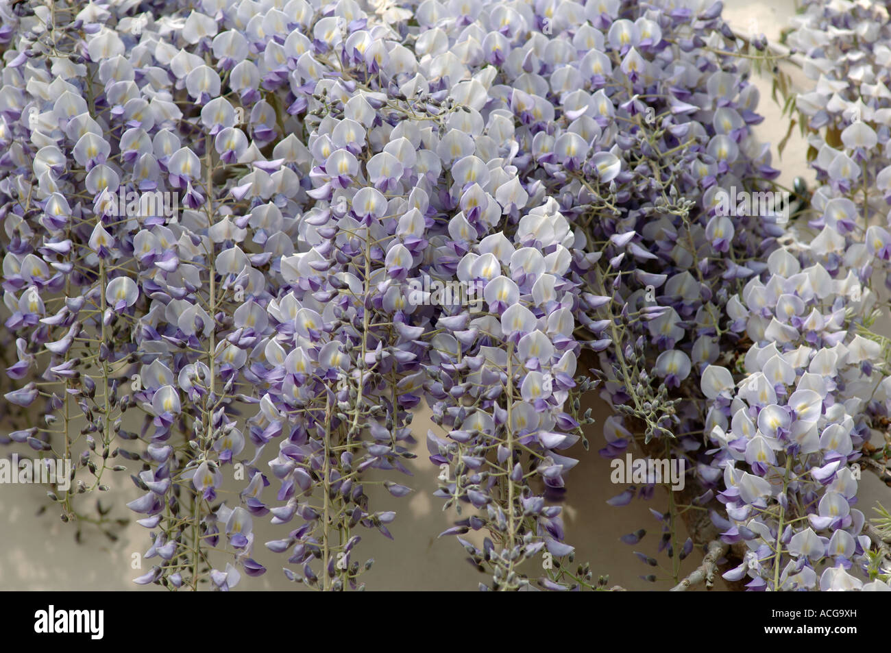 Glycine Wisteria floribunda grimpante floraison fleurs lilas bleu blanc Banque D'Images