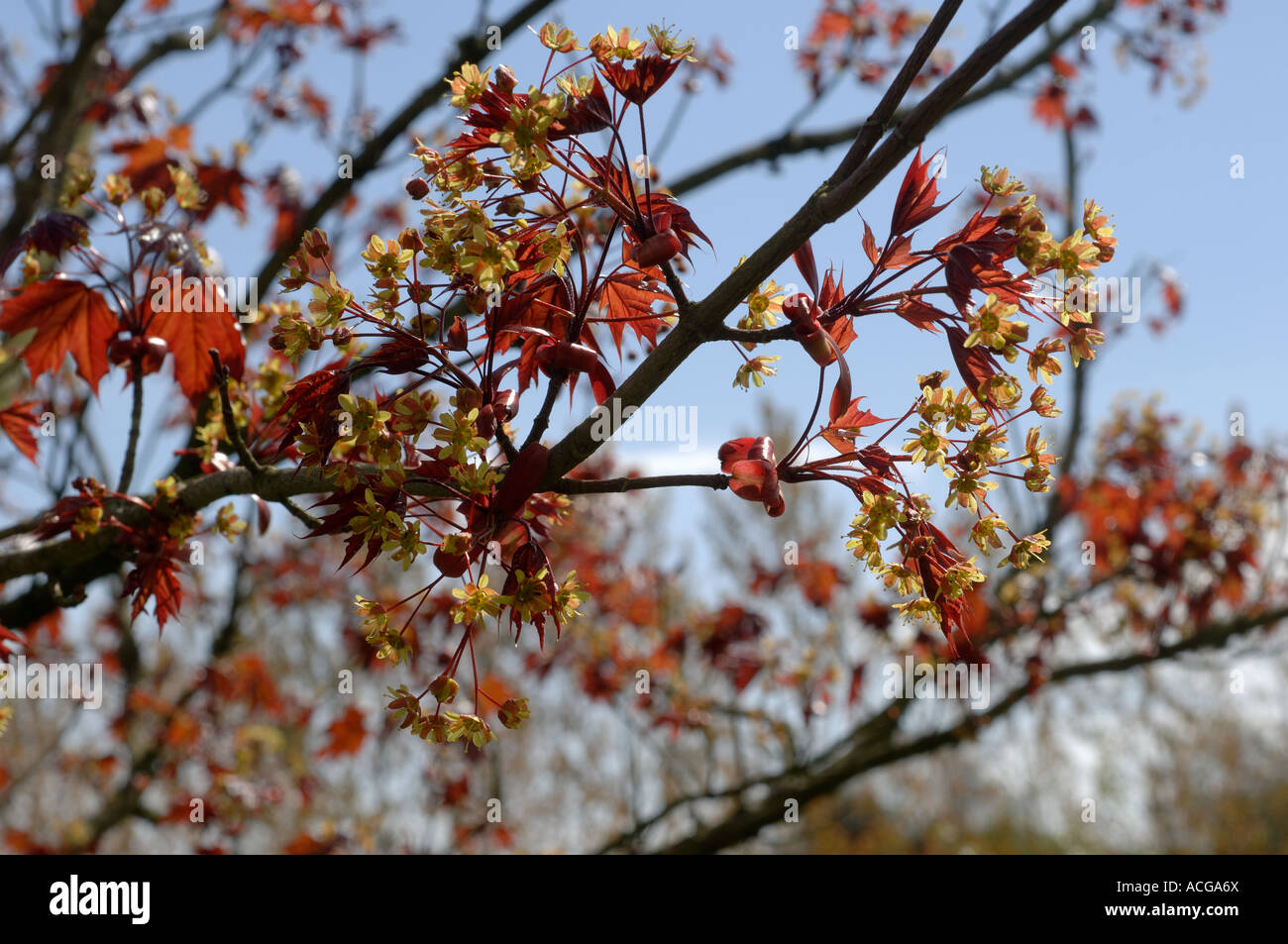 Acer platanoides Crimson King nouveau feuillage rouge foncé et des fleurs au printemps Banque D'Images