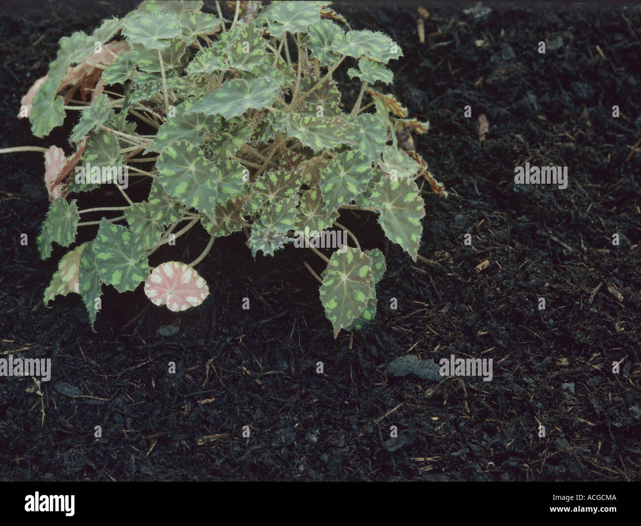 Begonia x tuberhybrida variegated entouré par des plantes le paillis d'écorce de bois Banque D'Images
