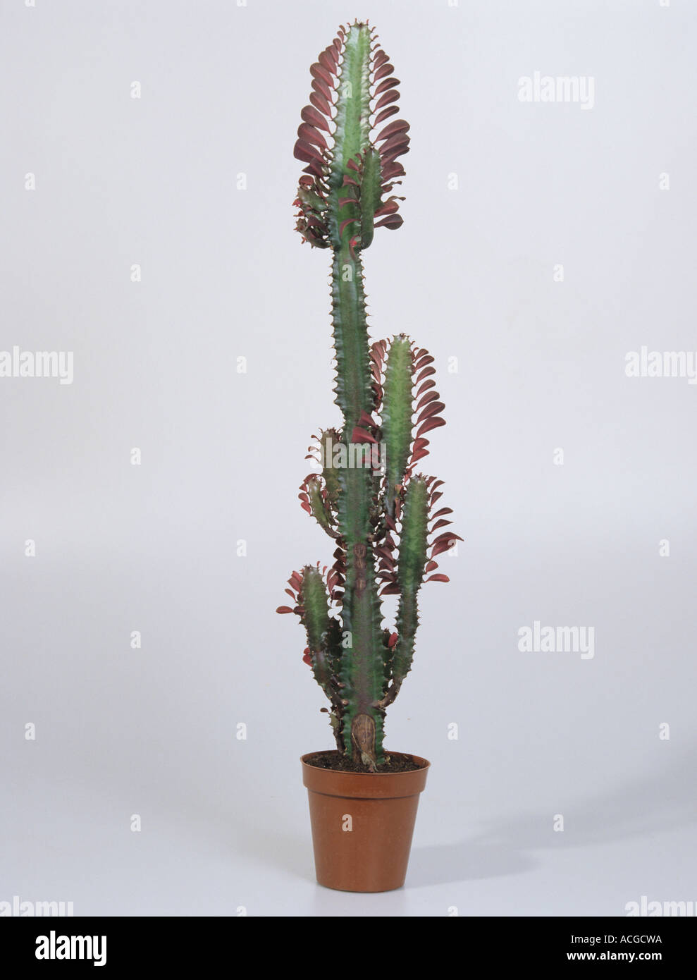 Cactus Cowboy Euphorbia sp plante succulentes Banque D'Images