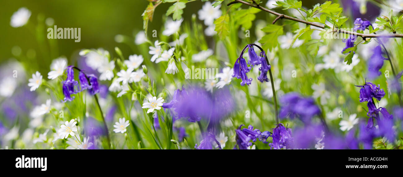Hyacinthoides non scripta. Bluebell dans l'herbe avec plus de fleurs sauvages dans la minuartie de la campagne anglaise. Vue panoramique Banque D'Images