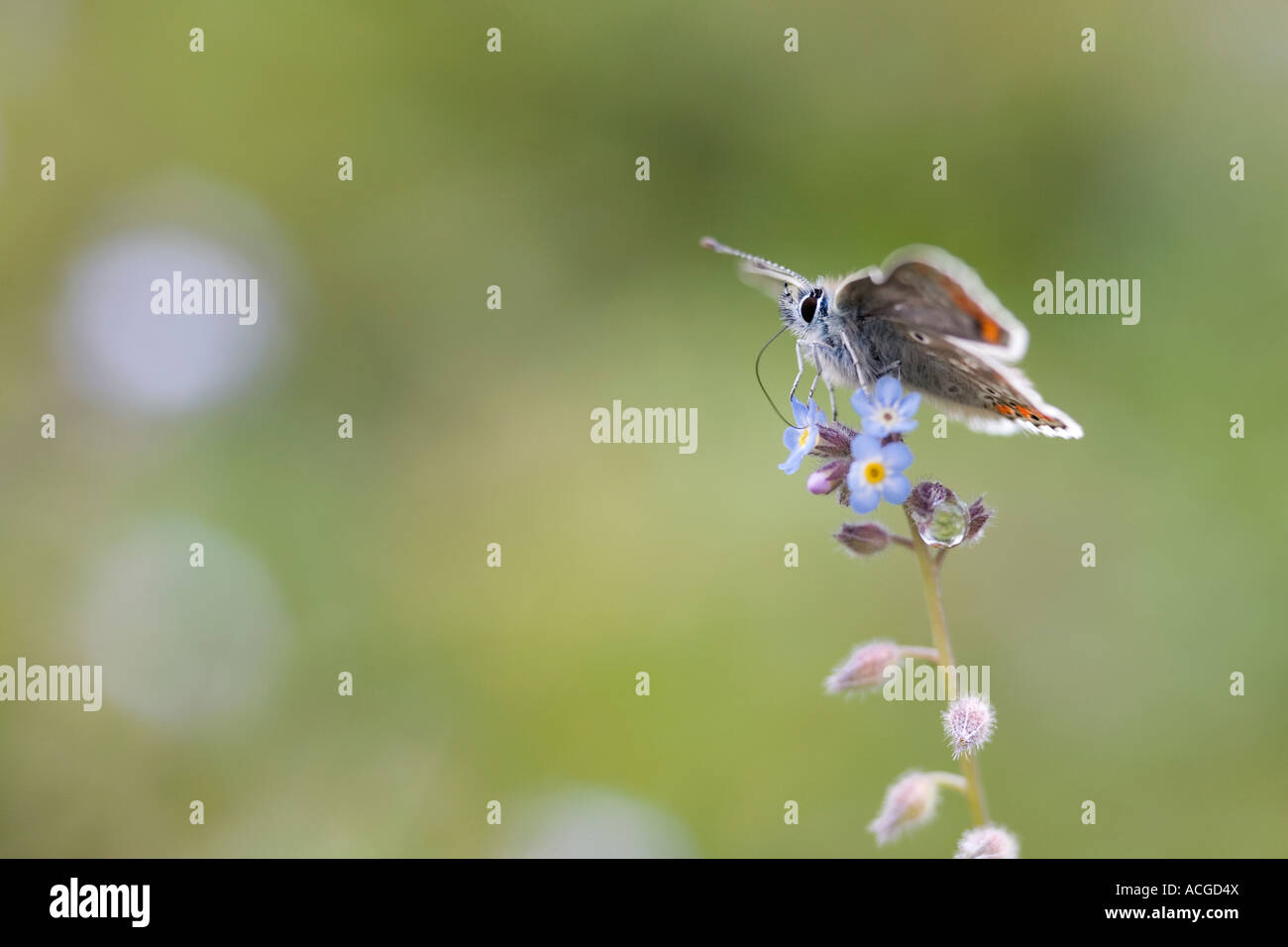 Plebeius agestis. Papillon Argus brun dans la campagne vers le bas de la craie Banque D'Images