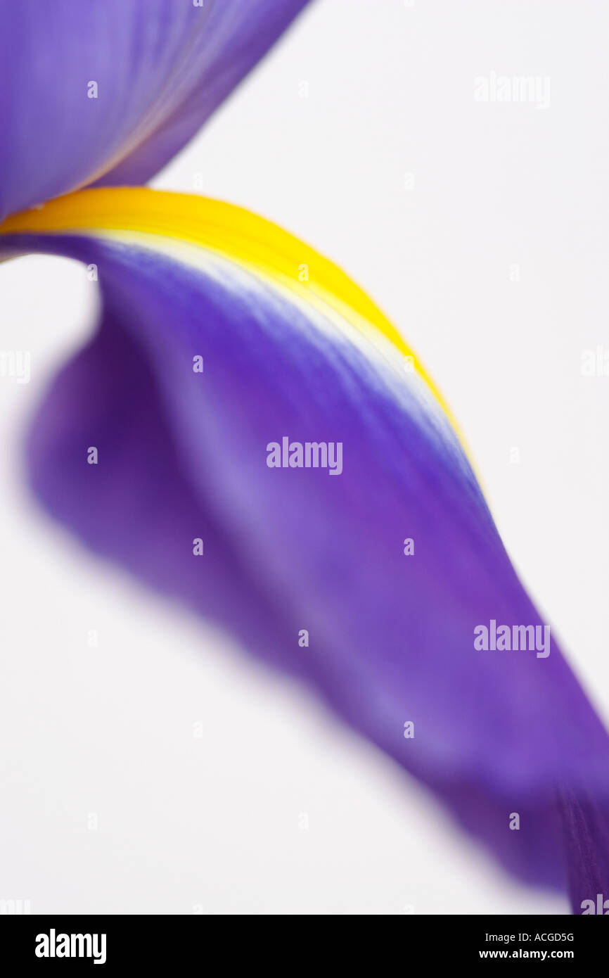 Dutch Iris. Iris hollandica 'Professeur Blaauw' pétales de fleurs sur fond blanc Banque D'Images
