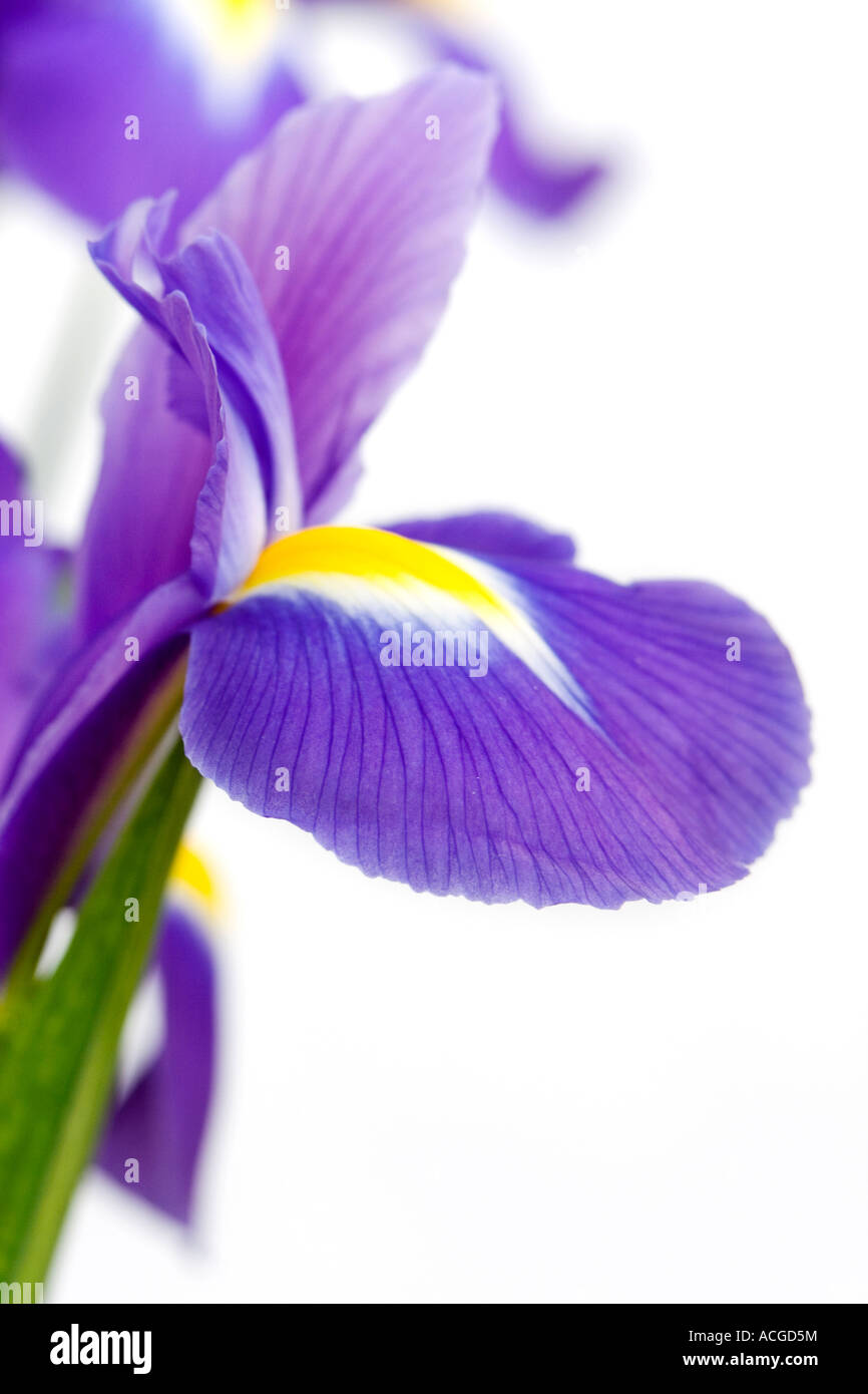 Dutch Iris. Iris hollandica 'Professeur Blaauw' pétales de fleurs sur fond blanc Banque D'Images