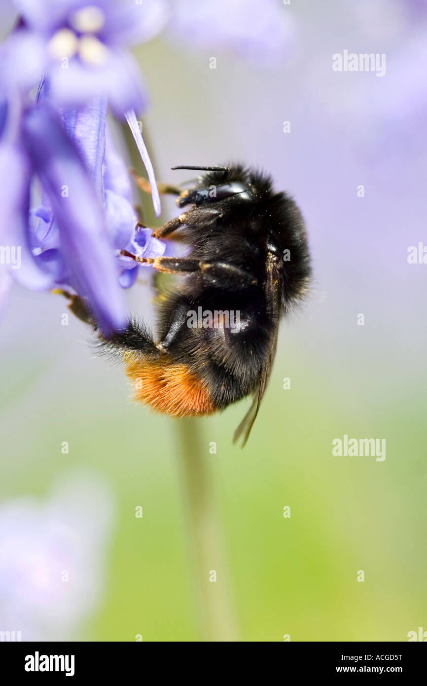 Bumblebee on a dans un bois anglais bluebell Banque D'Images