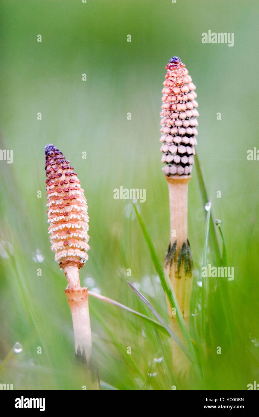 Equisetum arvense. La prêle commune. Deux tiges fertiles contre un arrière-plan flou herbacé. Amérique du pré, Cricklade, Wiltshire. UK Banque D'Images