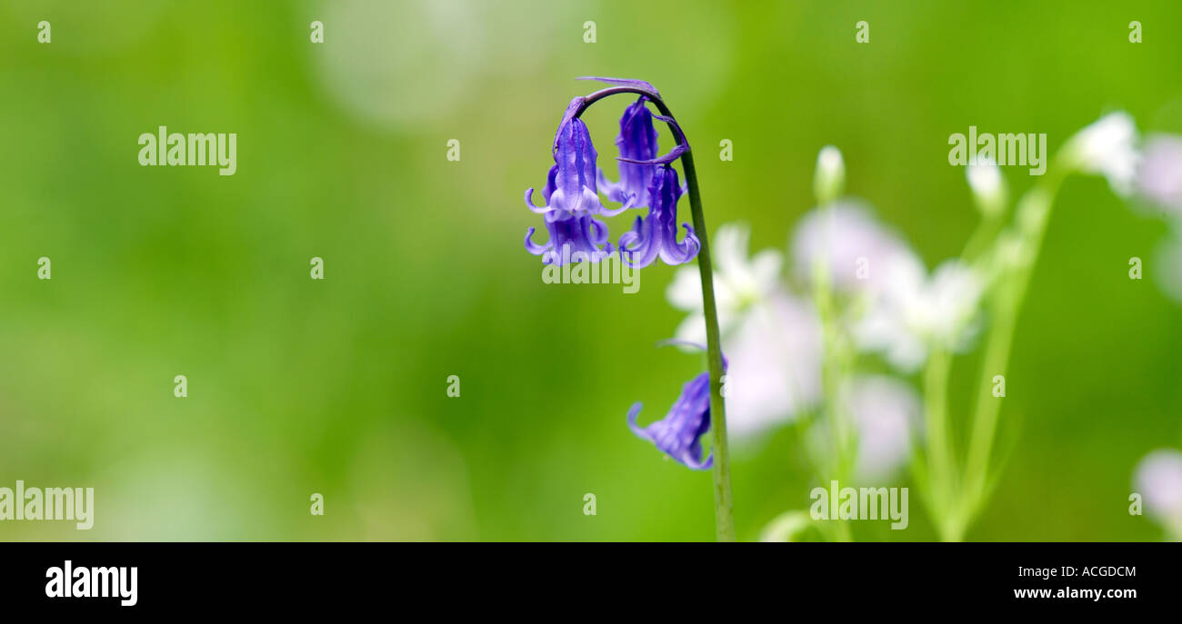 Hyacinthoides non scripta. Bluebell dans l'herbe. Vue panoramique Banque D'Images