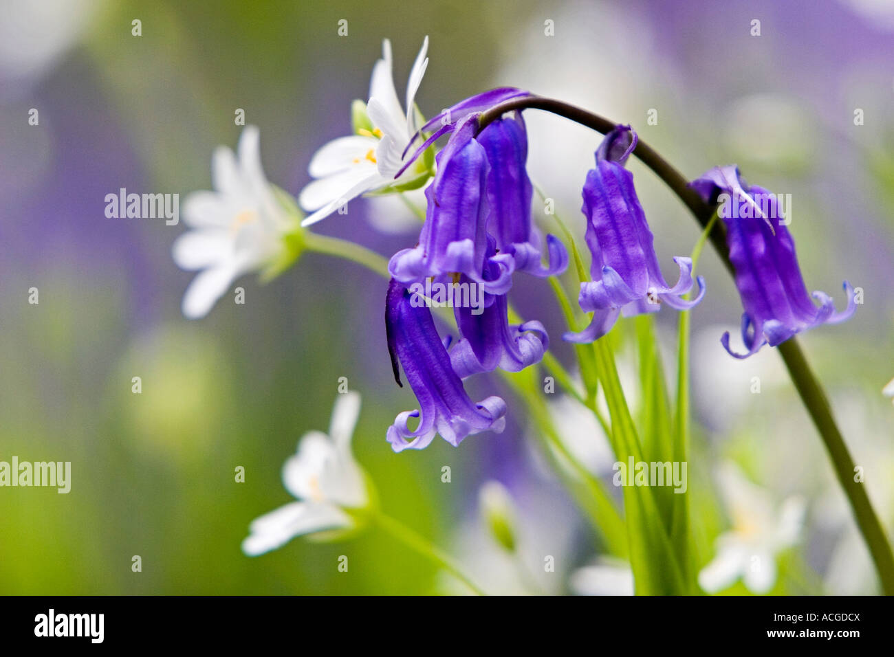 Hyacinthoides non scripta. Bluebell dans l'herbe avec plus de fleurs sauvages stellaire à dans la campagne anglaise Banque D'Images