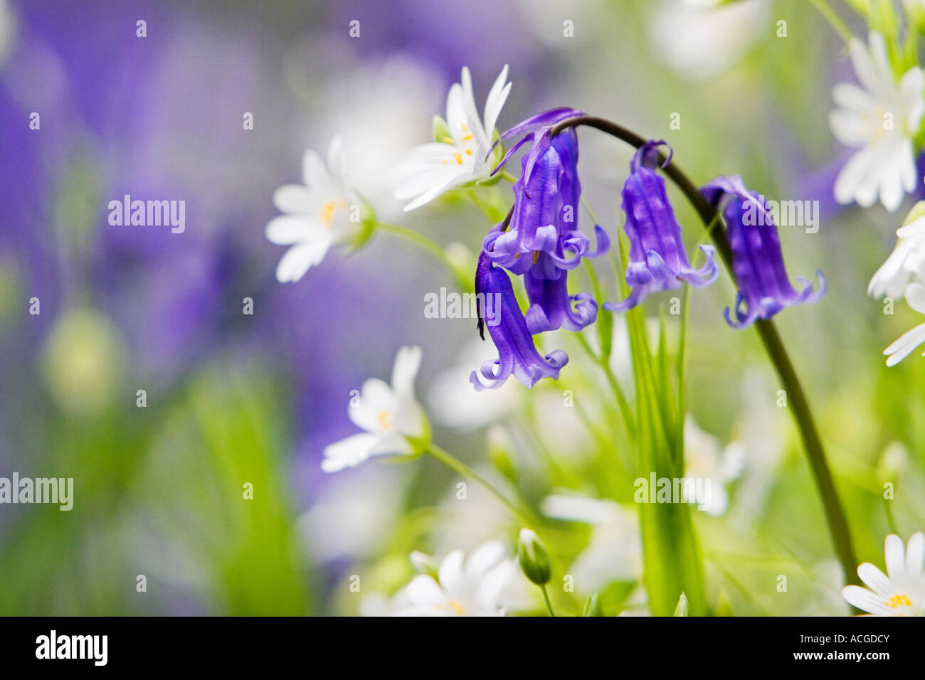 Hyacinthoides non scripta. Bluebell dans l'herbe avec plus de fleurs sauvages stellaire à dans la campagne anglaise Banque D'Images