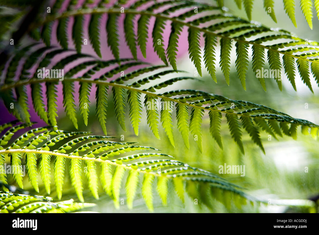 Dicksonia antarctica. Fronde de fougère arbre feuillage abstarct Banque D'Images