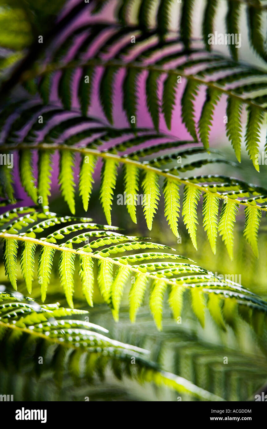 Dicksonia antarctica. Fronde de fougère arbre feuillage abstarct Banque D'Images