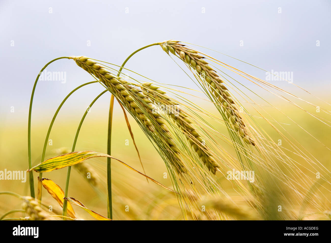 Hordeum vulgare. La maturation de l'orge dans un champ de la pluie nuages dans la campagne anglaise. L'Oxfordshire, UK Banque D'Images