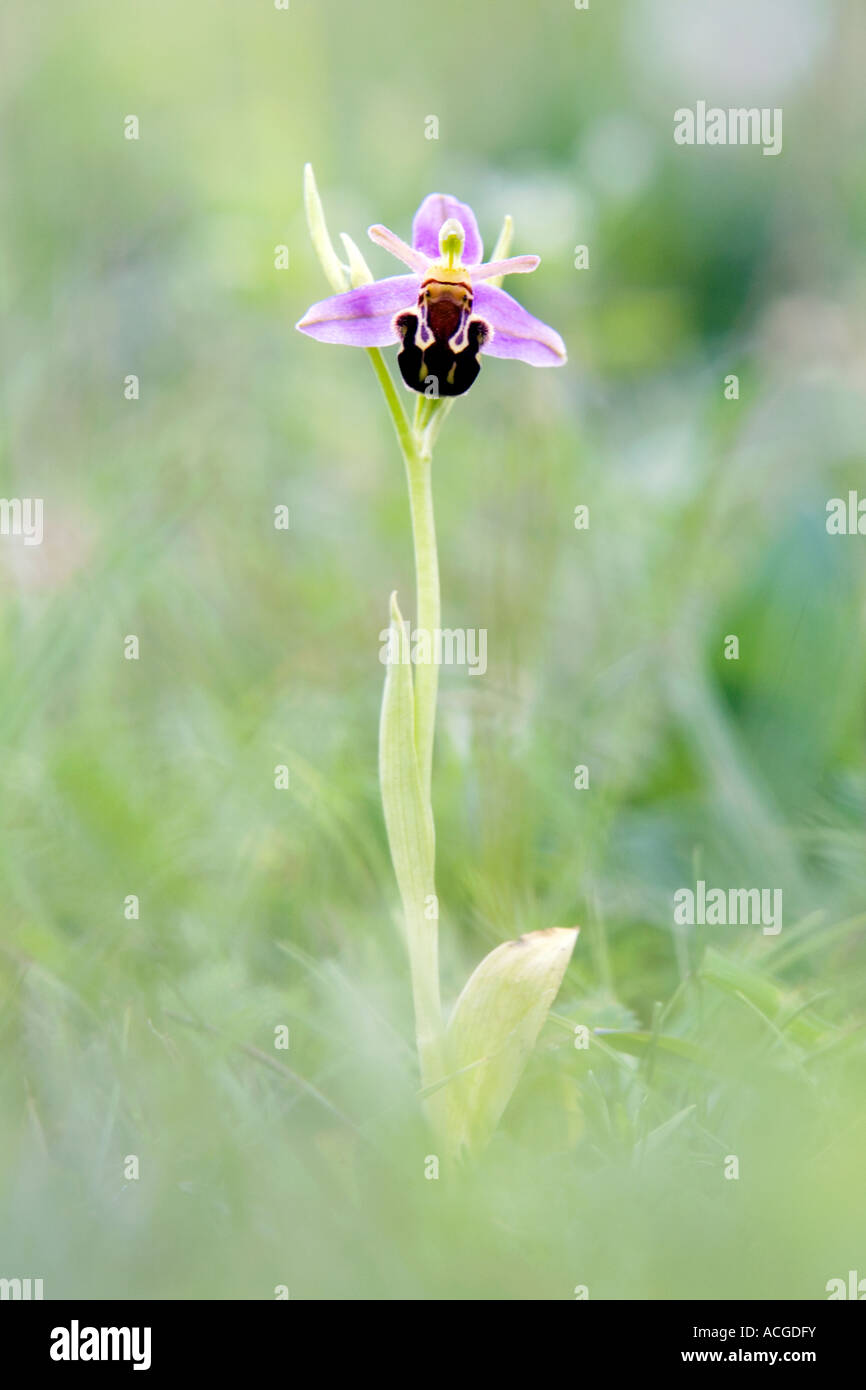 Ophrys apifera . L'orchidée abeille dans la campagne anglaise. UK Banque D'Images