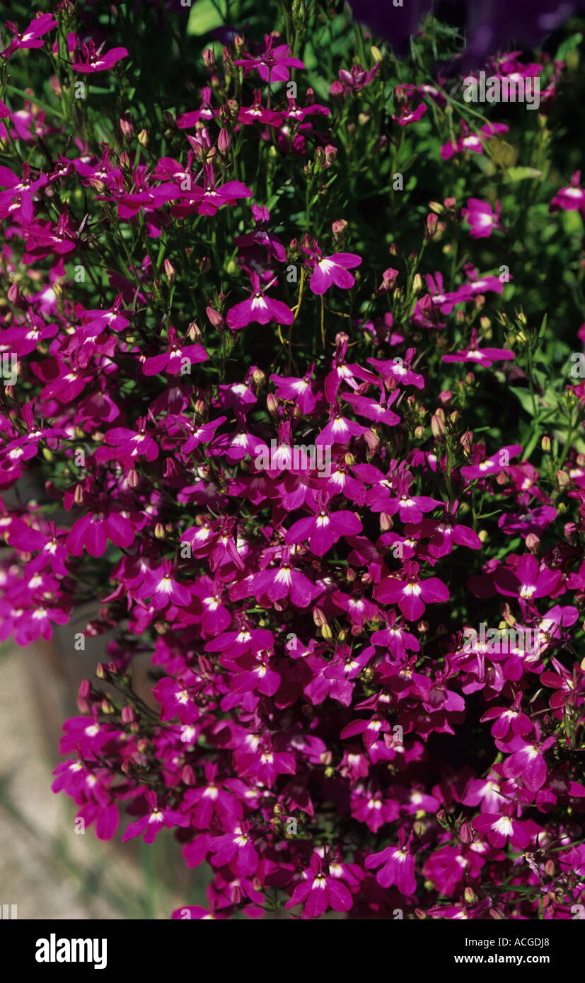 Lobelia Lobelia Trailing purple spp en fleurs en conteneur de jardin Banque D'Images