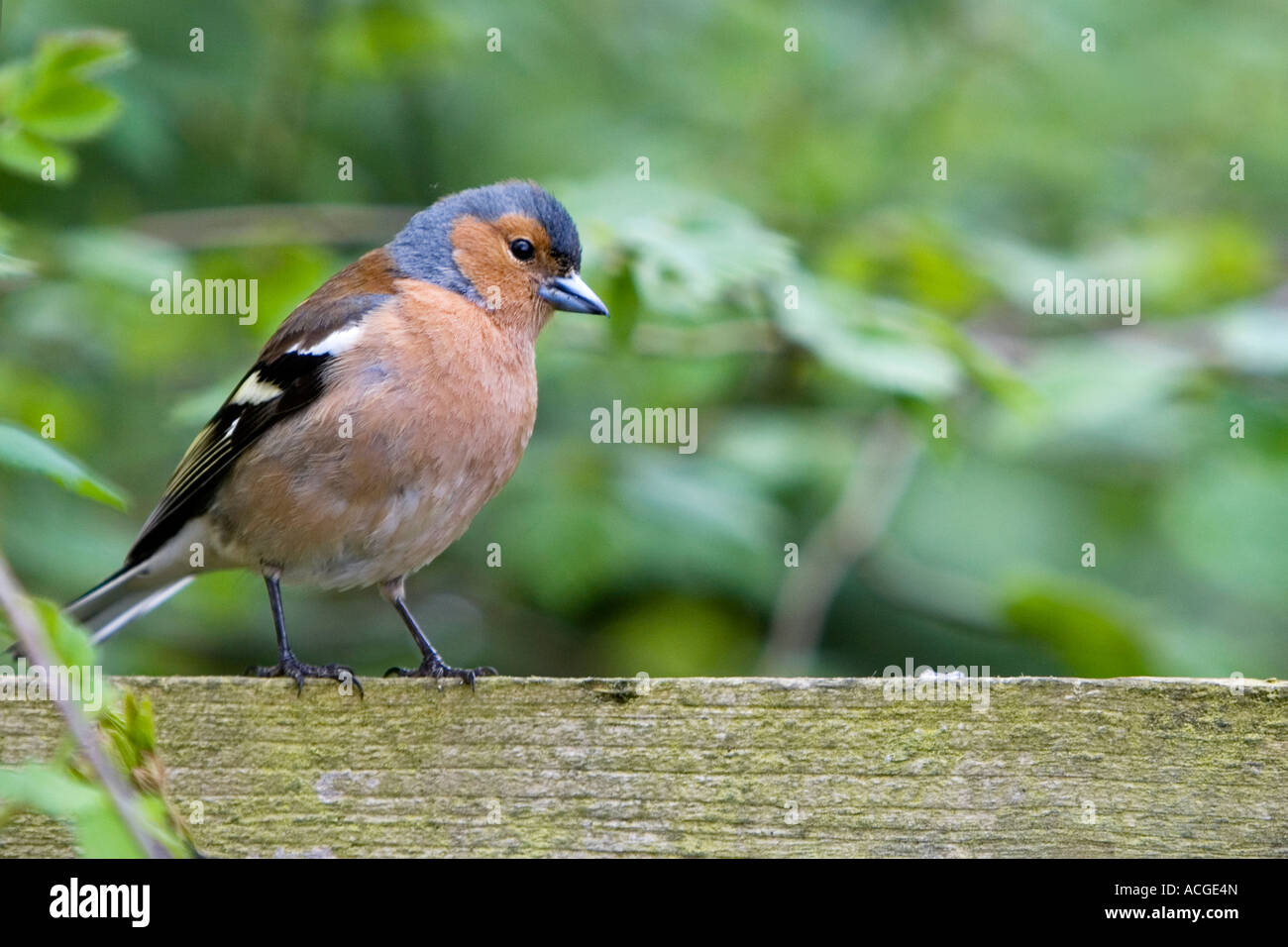Fringilla coelebs. Chaffinch hommes assis sur une clôture en bois contre le feuillage vert brouillé Banque D'Images