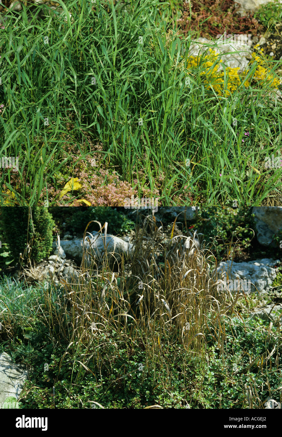 L'Agropyron repens la table avant et après traitement désherbage sélectif Banque D'Images
