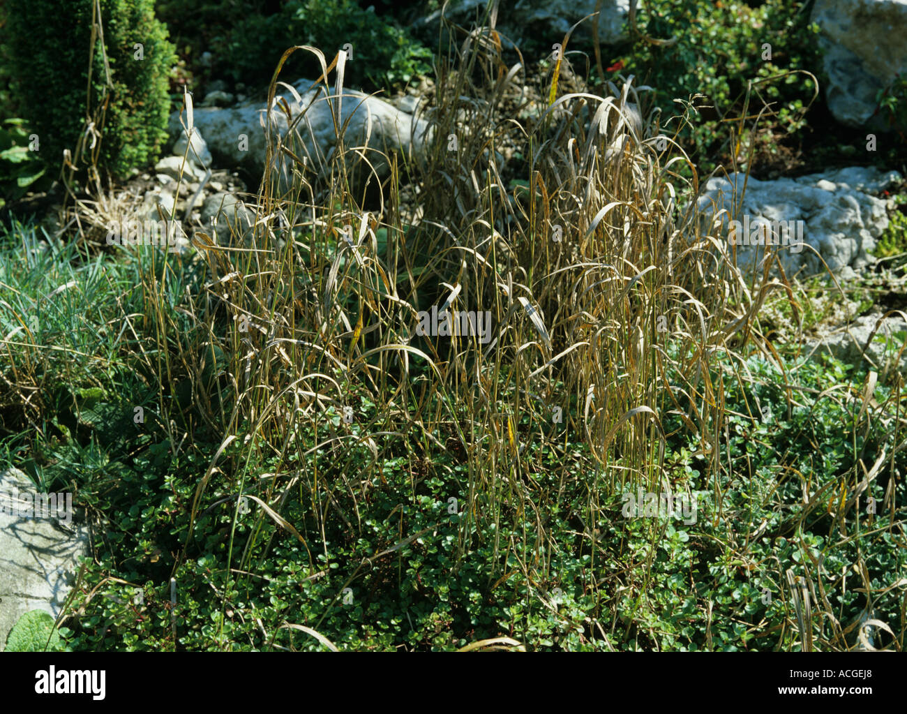 Table morte Agropyron repens dans une rocaille après traitement avec un herbicide sélectif Banque D'Images