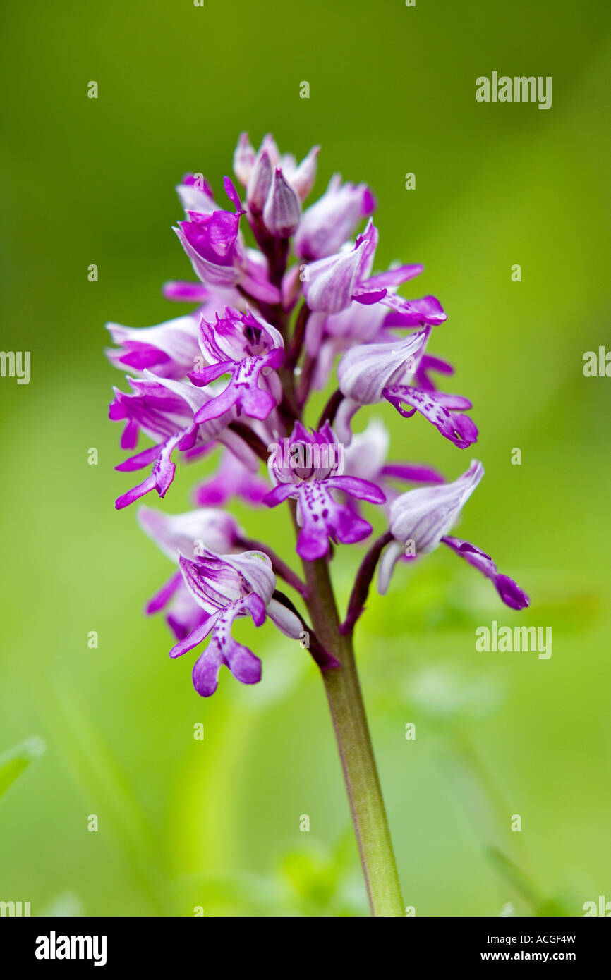 Orchis militaris. Orchidée fleur militaire dans la réserve à bois Homefield, Marlow, Berkshire, Royaume-Uni Banque D'Images