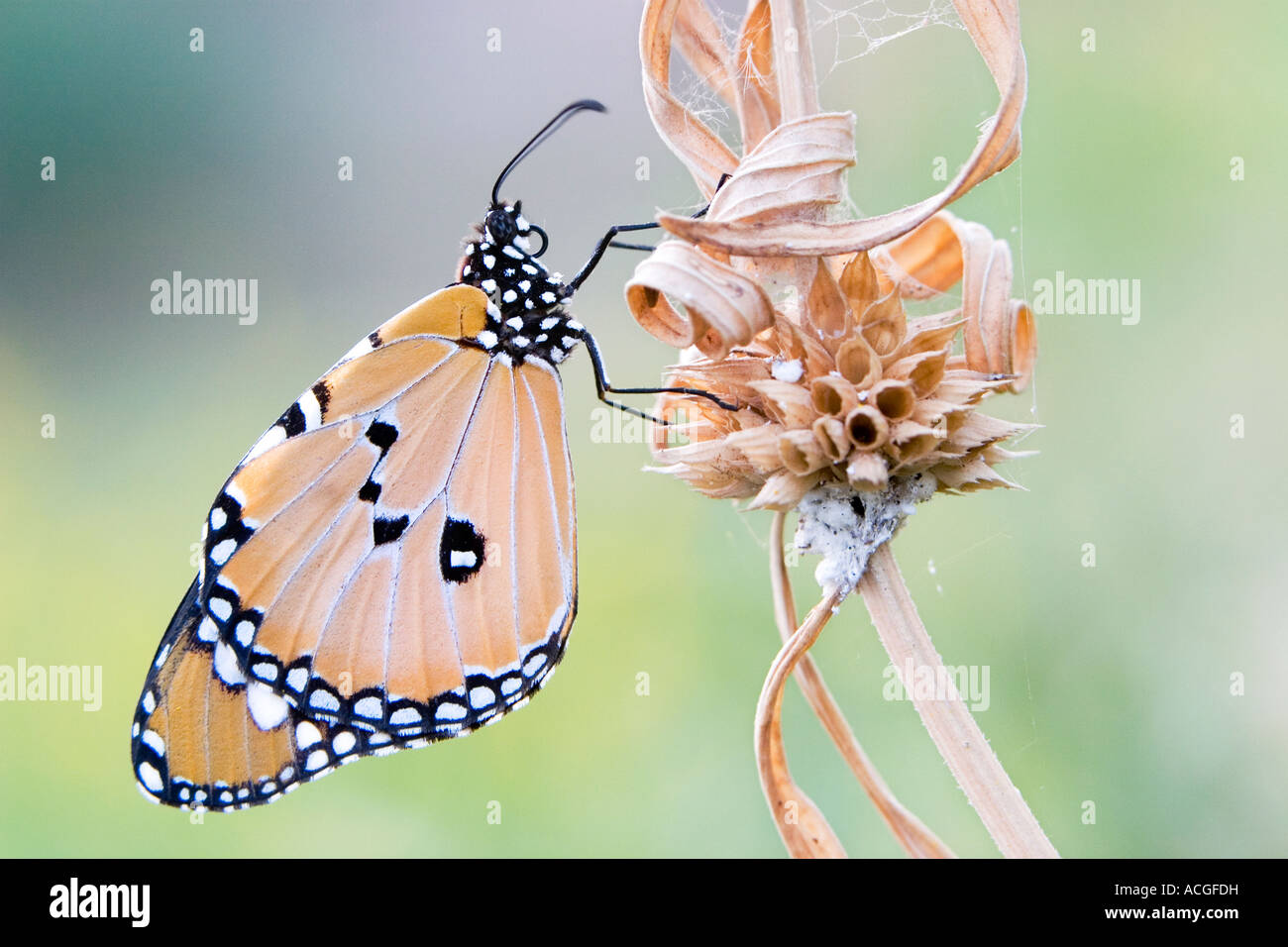 Danaus chrysippe. Plain tiger butterfly reposant sur une tige d'herbe séchée dans la campagne indienne Banque D'Images