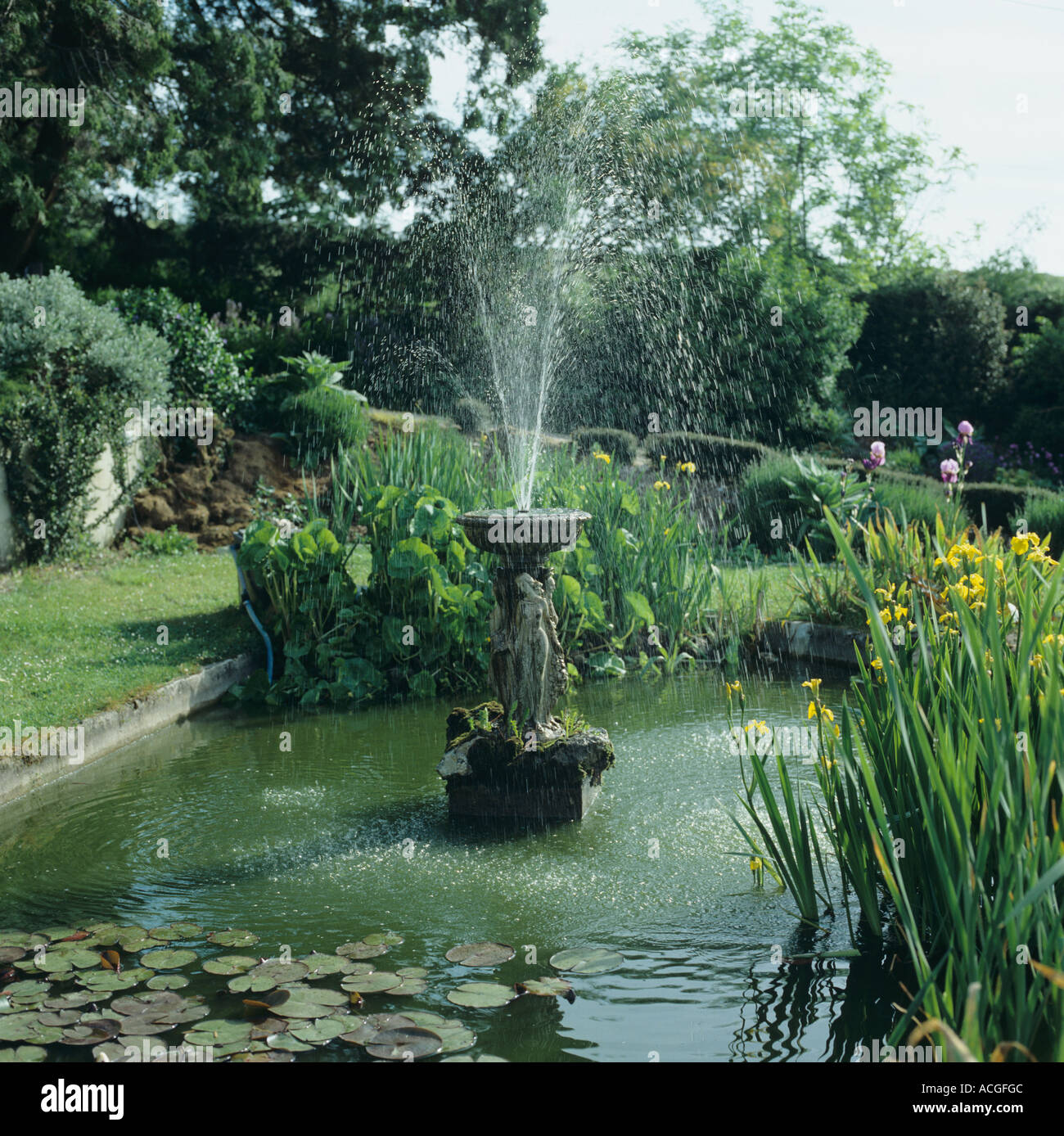Bassin de jardin fontaine ornementale drapeau jaune iris nénuphars et autres plantes Banque D'Images