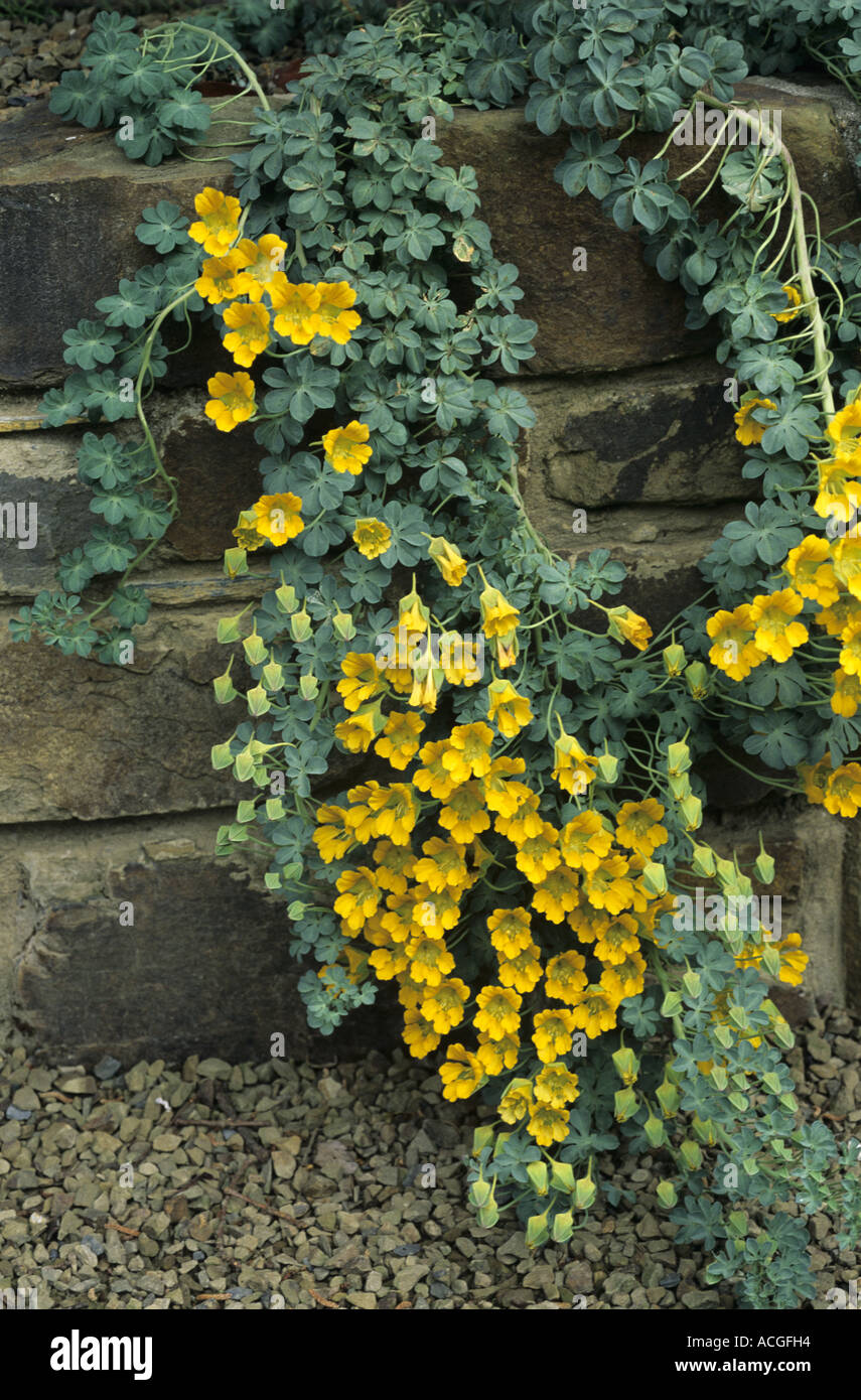 Capucine Tropaeolum polyphyllum jaune en retrait sur mur Banque D'Images