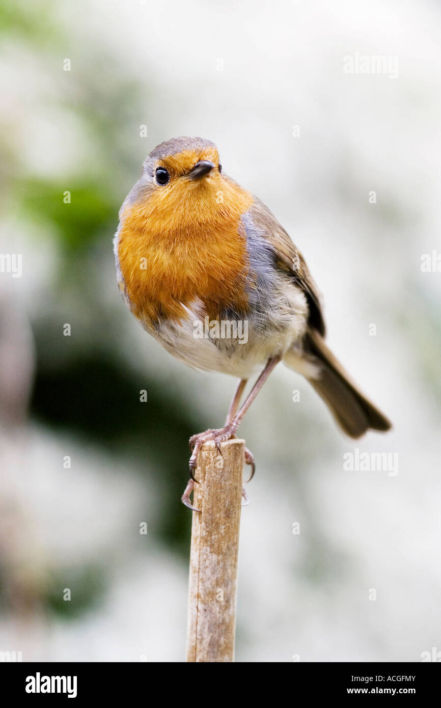 Robin redbreast sur un bâton devant un white bush dans un jardin anglais Banque D'Images