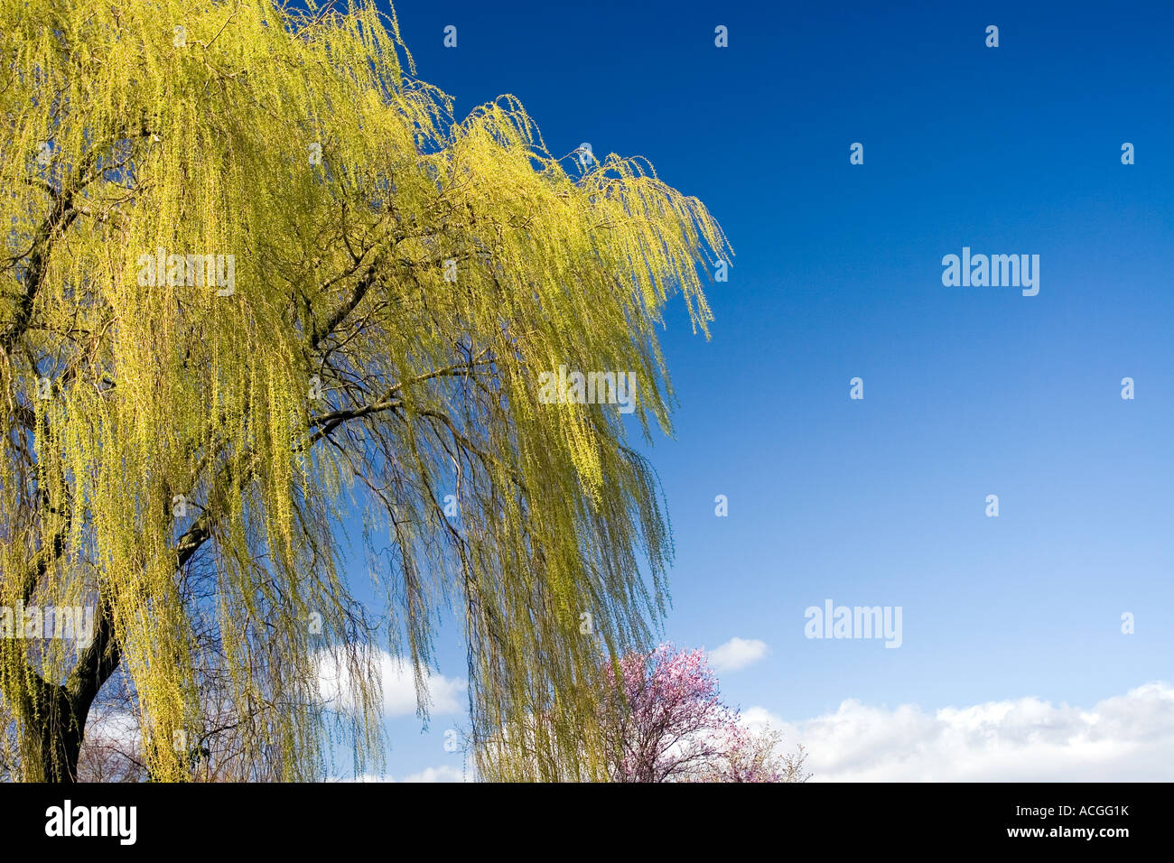 Salix x chrysocoma. Saule pleureur contre un ciel bleu dans la campagne anglaise. UK Banque D'Images