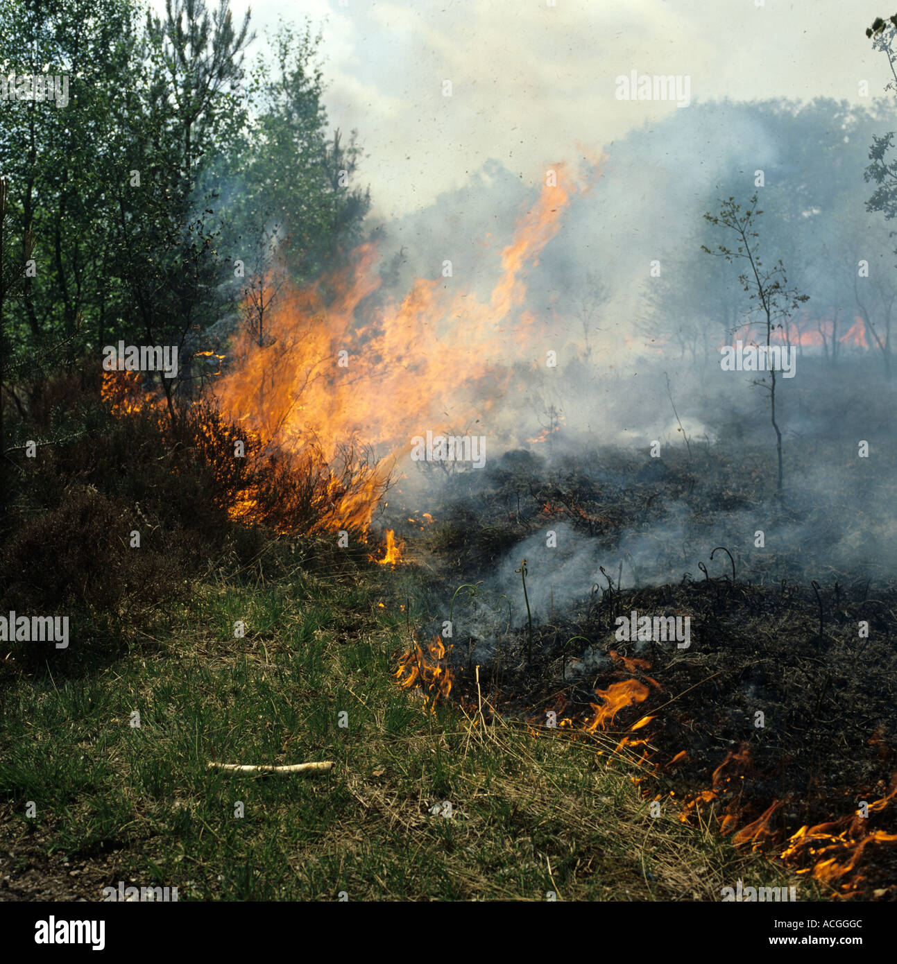 Les flammes d'un feu de lande de bruyère et les jeunes parmi les pins dans un été sec Banque D'Images