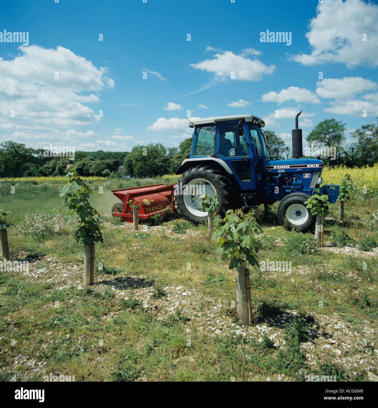L'établissement d'une jeune plantation de l'érable et la garniture entre les rangées de plants de la végétation Banque D'Images