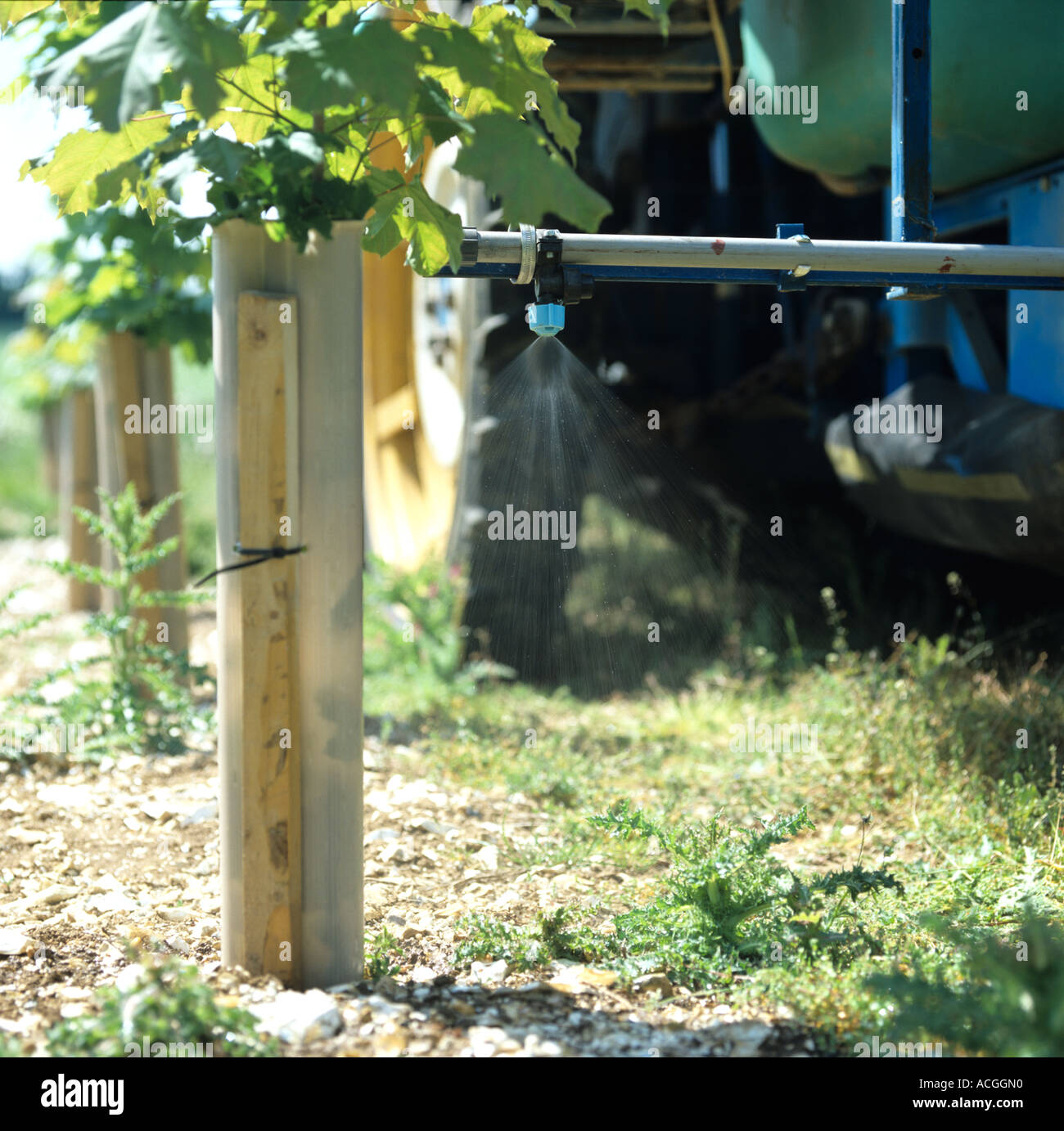 Le tracteur l'épandage en bandes végétation entre les rangées de jeunes arbres d'érable Banque D'Images