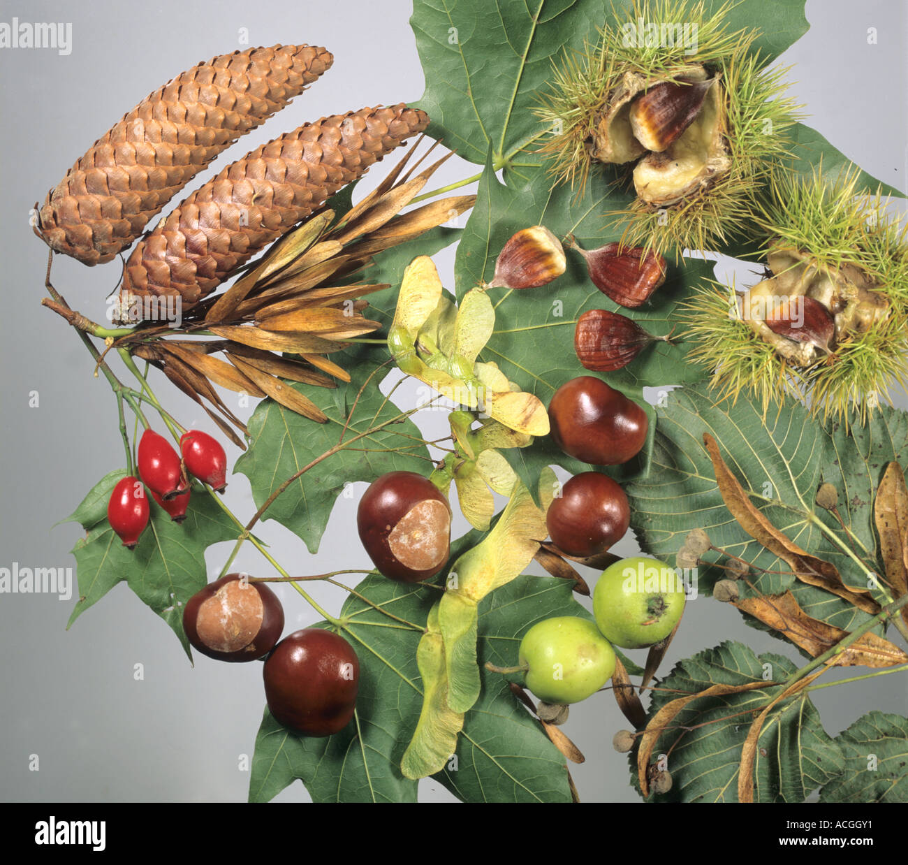 Graines fruits forestiers automnales mixte Banque D'Images