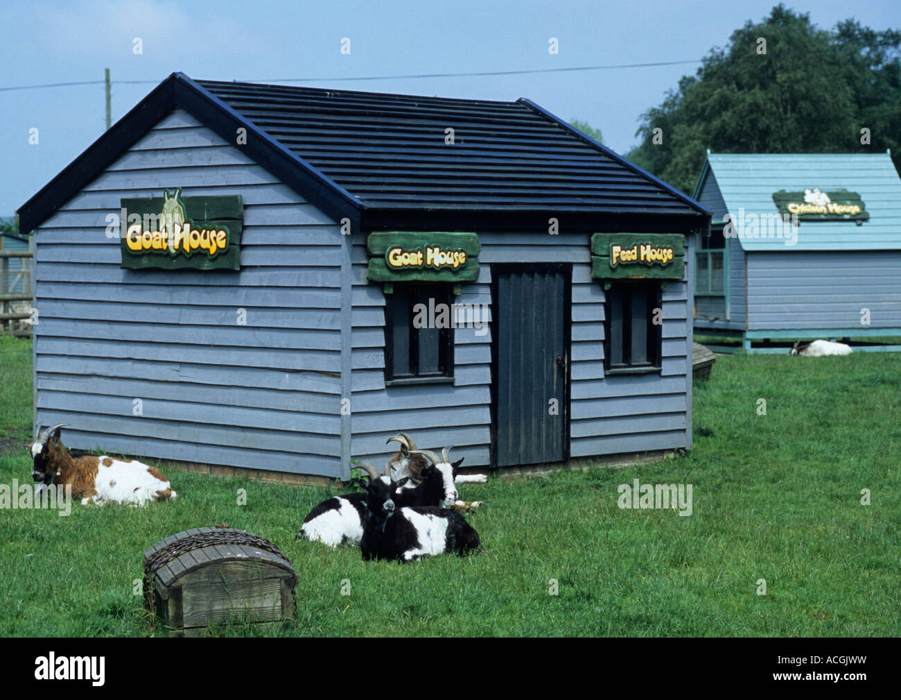 Les chèvres à Pettits Parc Aventure animale à Norfolk Uk Banque D'Images