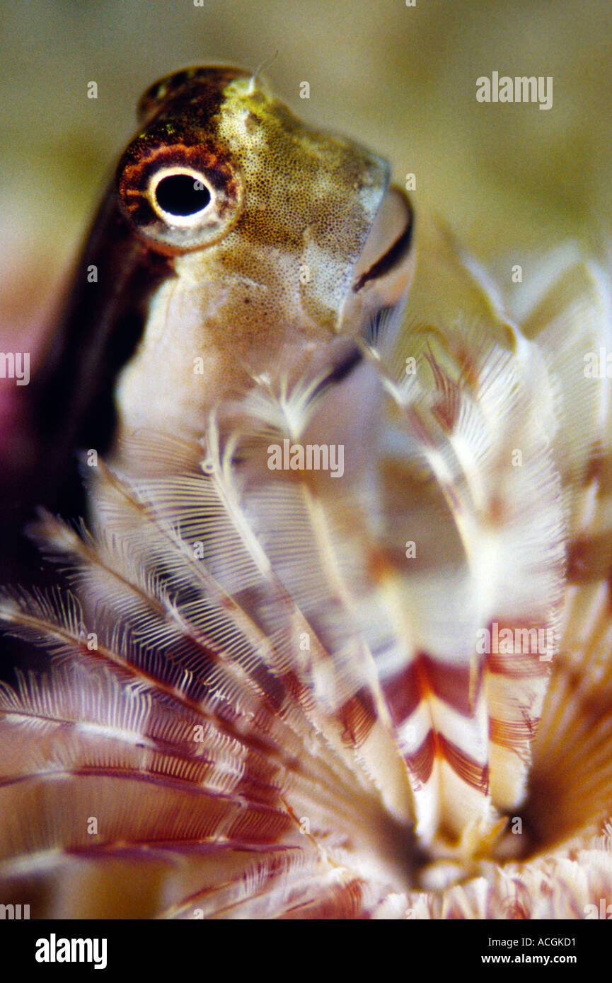 Un mignon se cacher derrière un blennies Feather Duster worm Banque D'Images