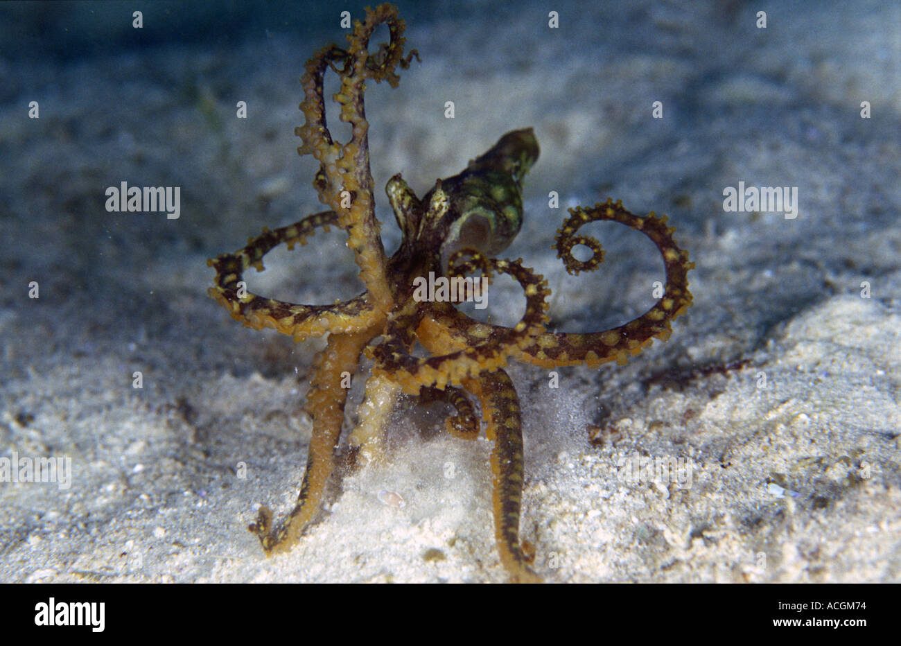 Une mosaïque rare octopus imitant un boxer Banque D'Images