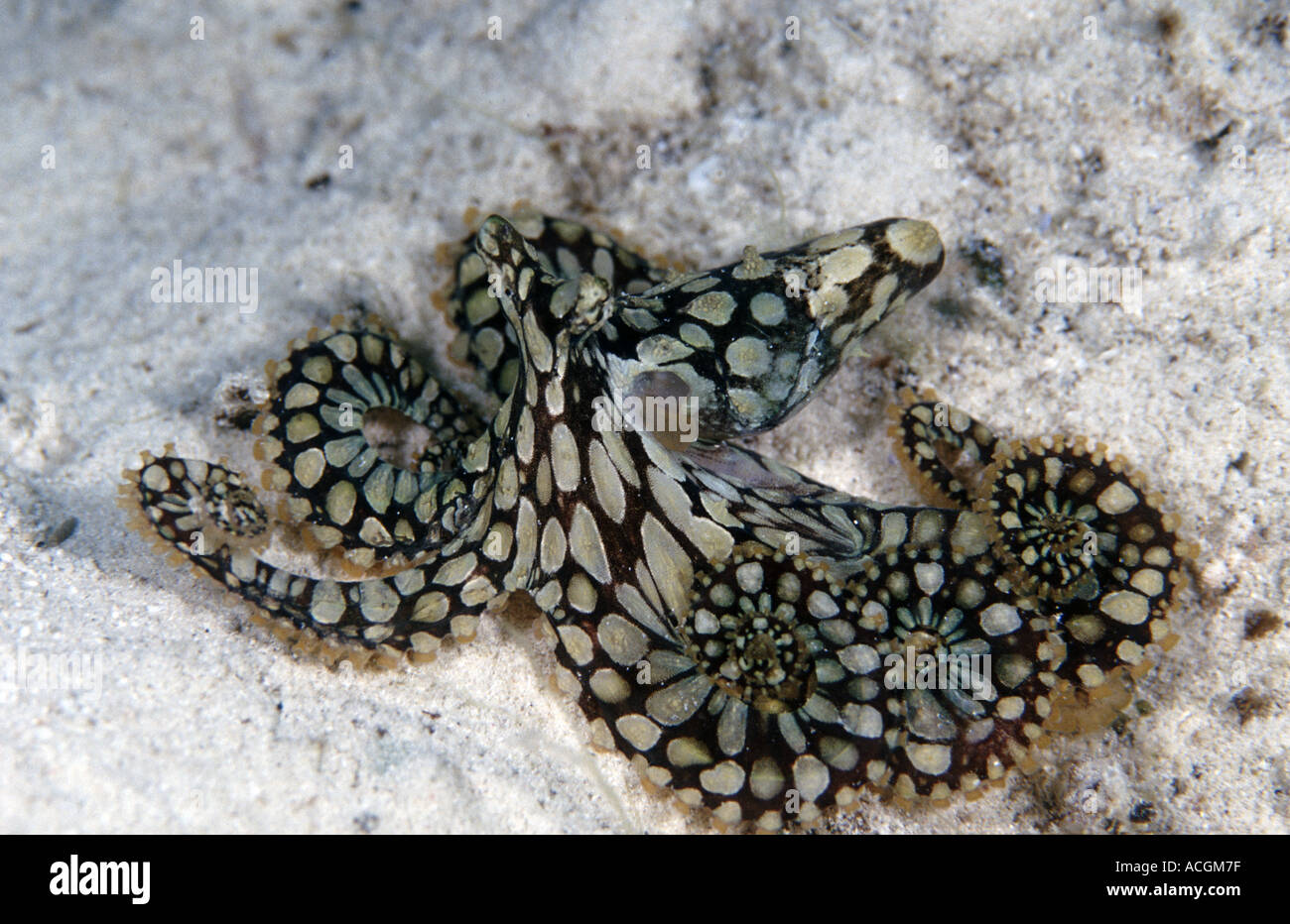 Une mosaïque rare octopus afficher son incroyable modèles après être dérangé Banque D'Images