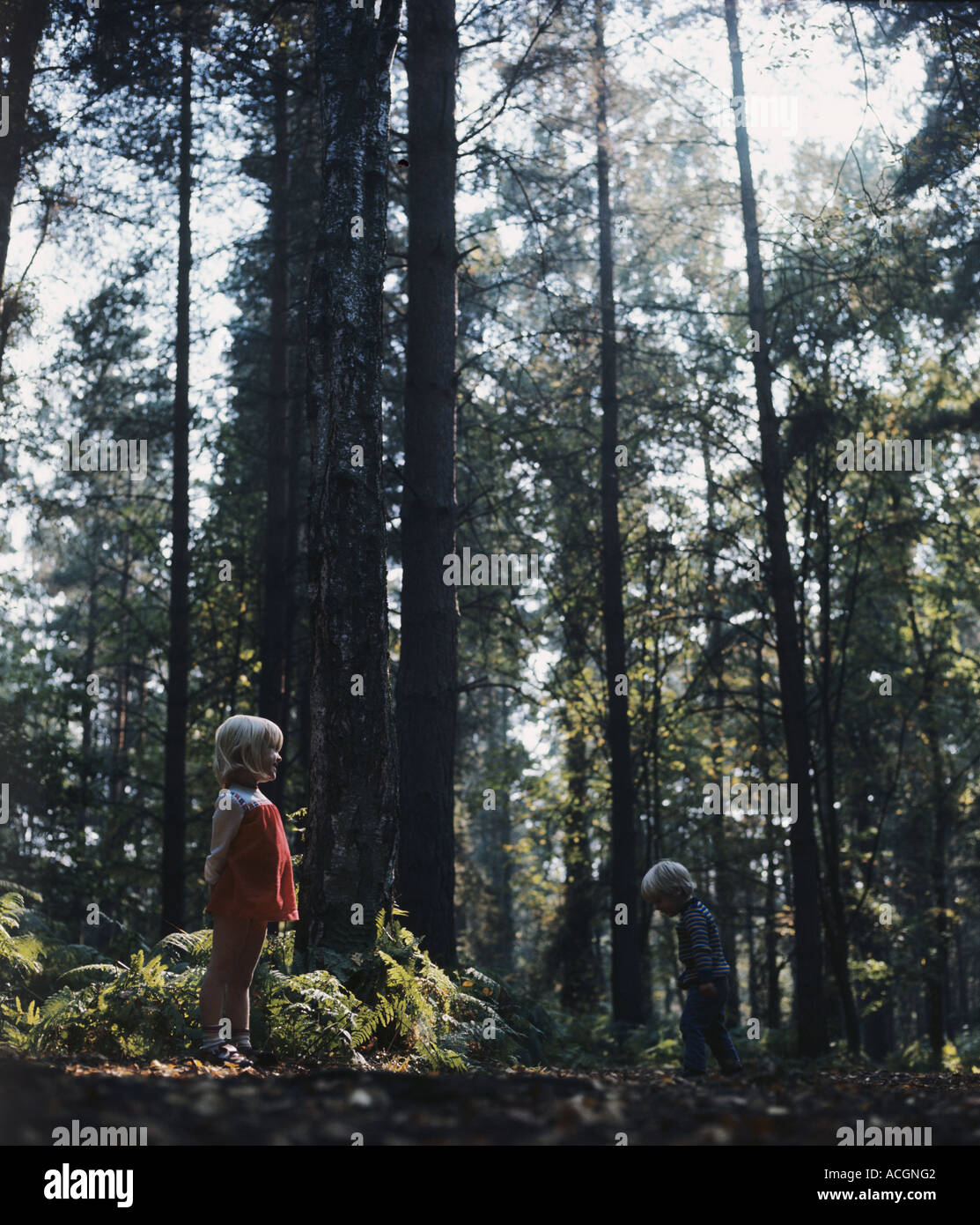 Enfants Un garçon et une fille dans un bois de pin chez les grands pins en automne Banque D'Images