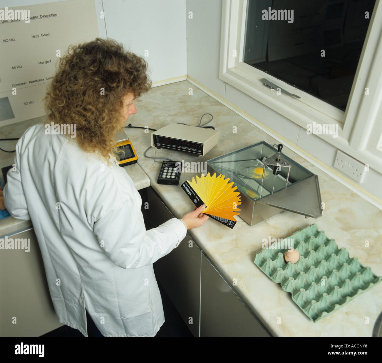L'évaluation de couleur jaune d'une couleur jaune dans un dispositif expérimental de ventilateur de l'unité de poulet Banque D'Images