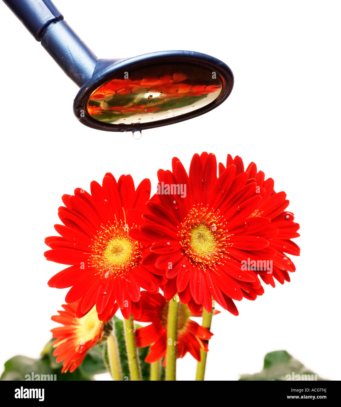 Fleurs rouge vif rouge estival d'être arrosée avec un arrosoir Banque D'Images