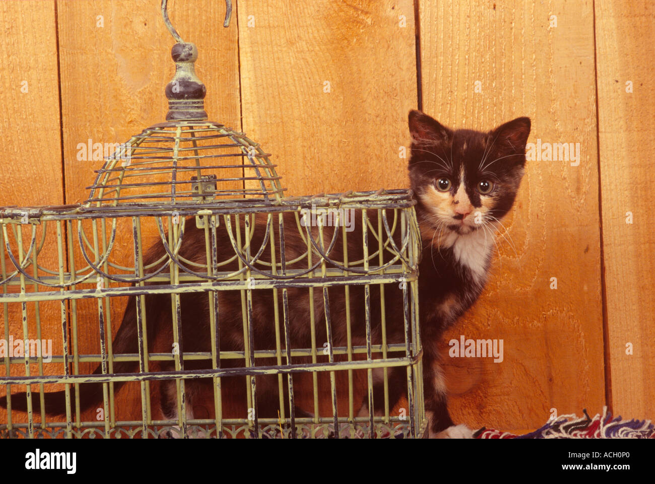 Stock photo chaton écaille permanent Calico PR 209 Banque D'Images