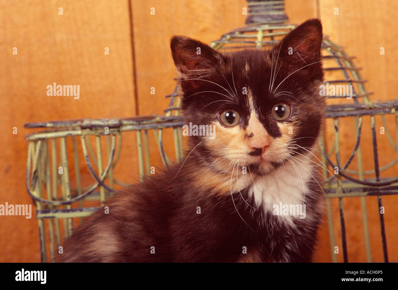 Stock photo chaton Écaille Calico libre PR 209 Banque D'Images