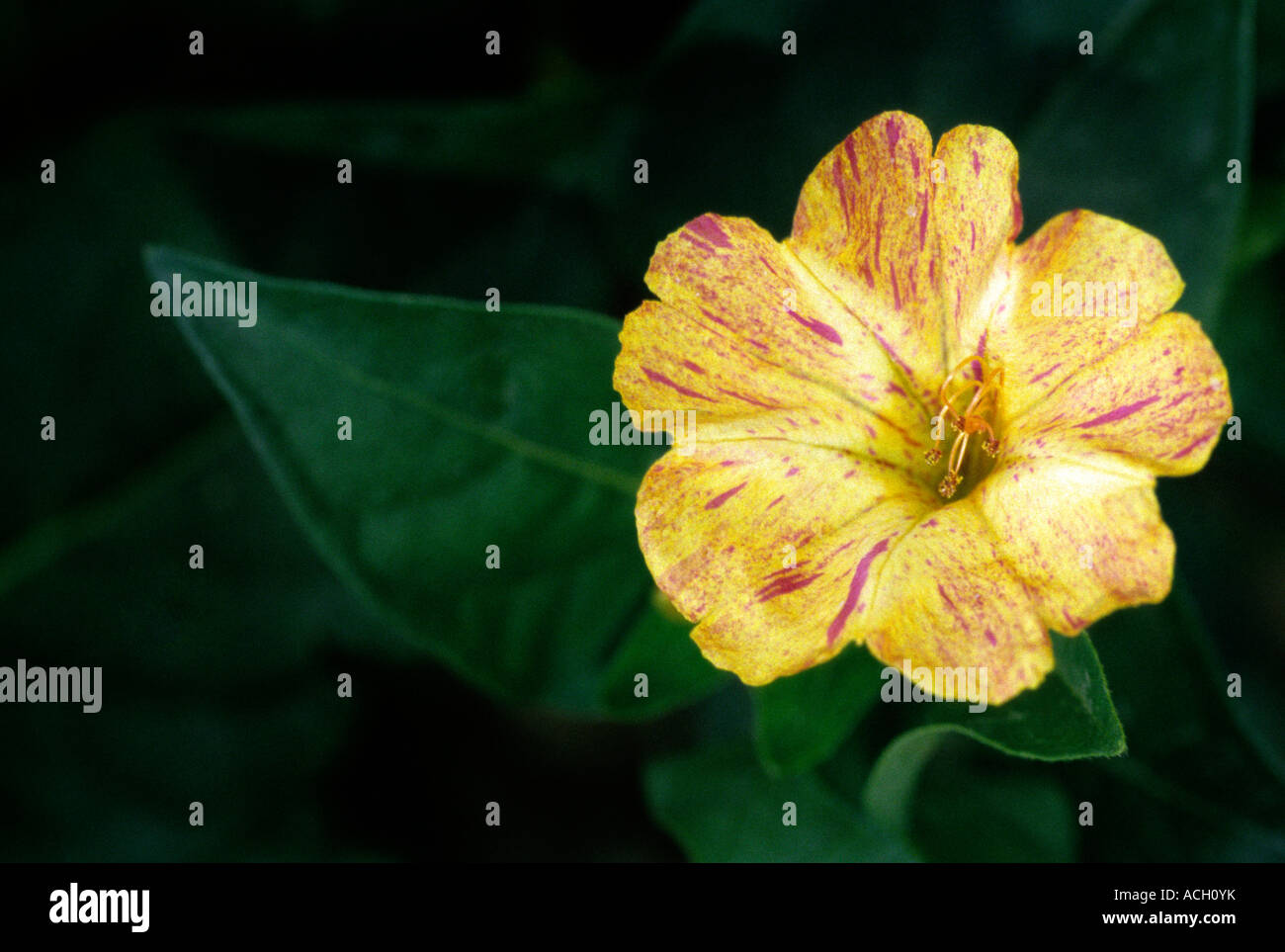 Mirabilis jalapa, Bella di Notte - Nyctaginaceae Banque D'Images