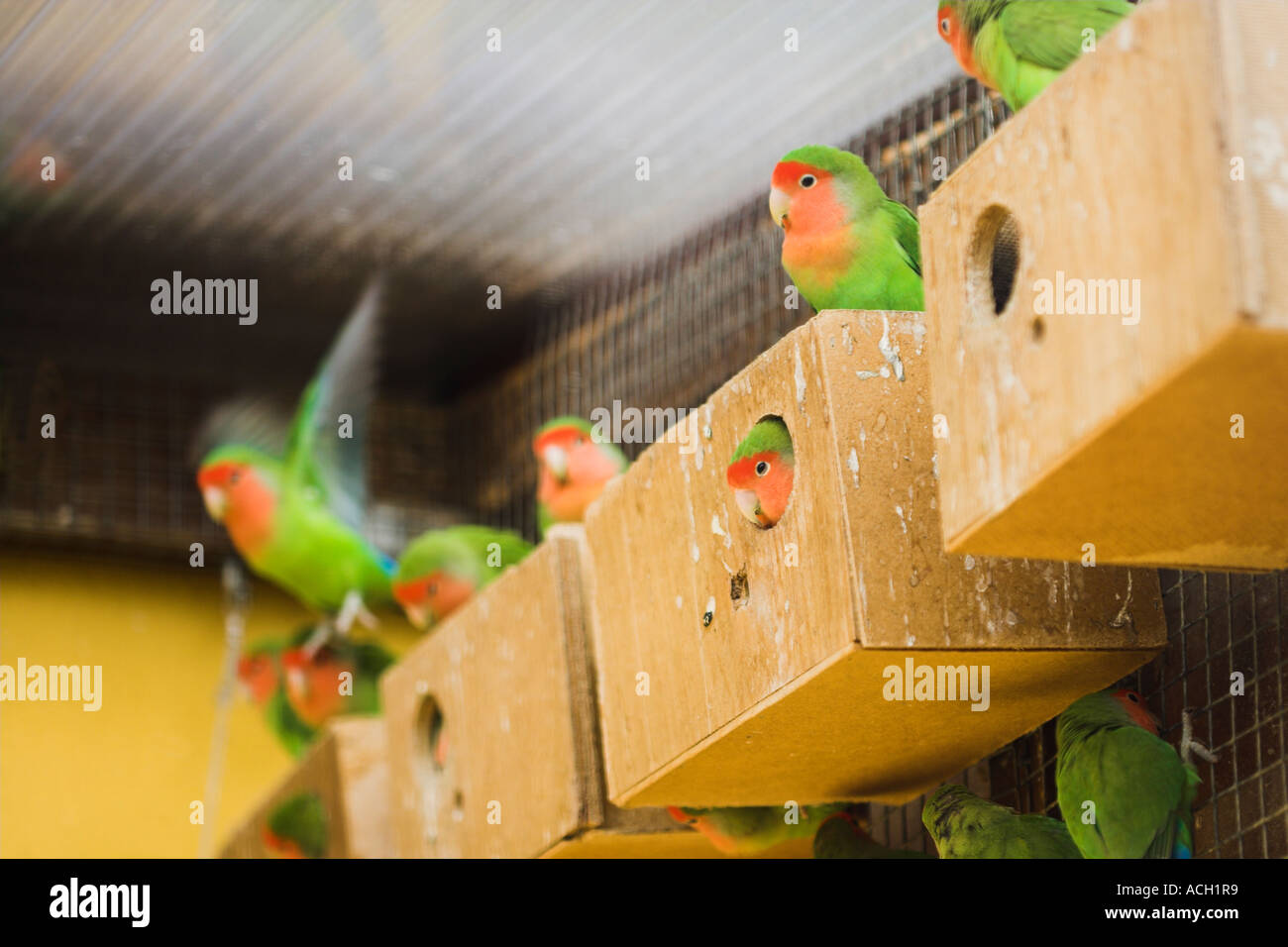 Oiseau D Amour Banque De Photographies Et D Images A Haute Resolution Alamy