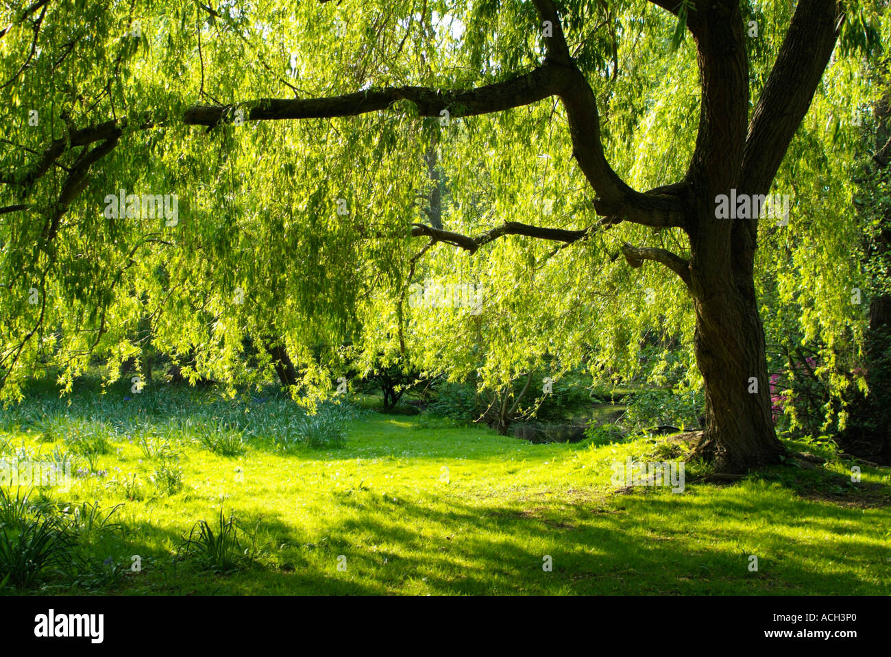 Saule pleureur arbre, Bushy Park, Surrey, England, UK Banque D'Images
