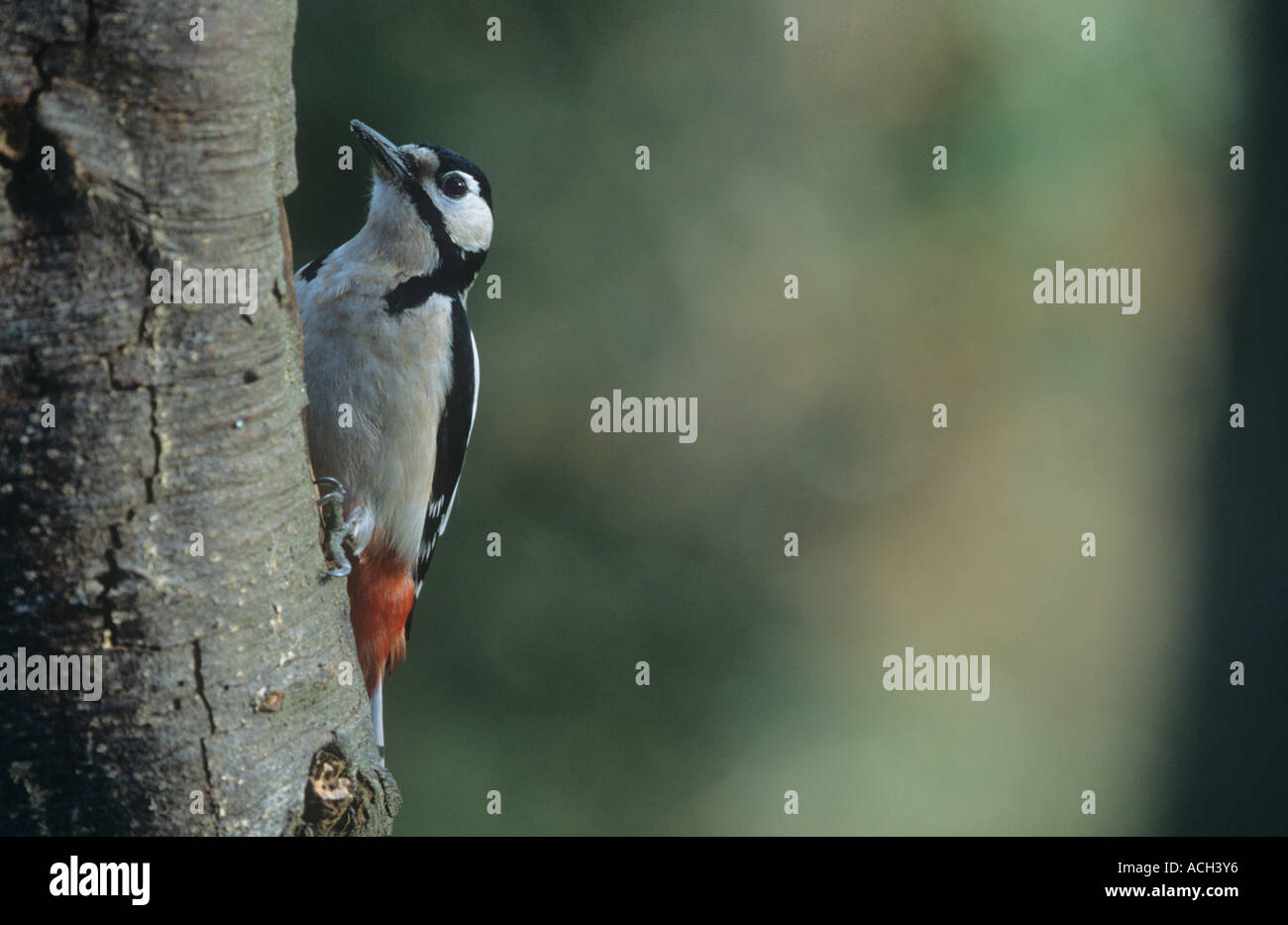 Great spotted woodpecker Banque D'Images