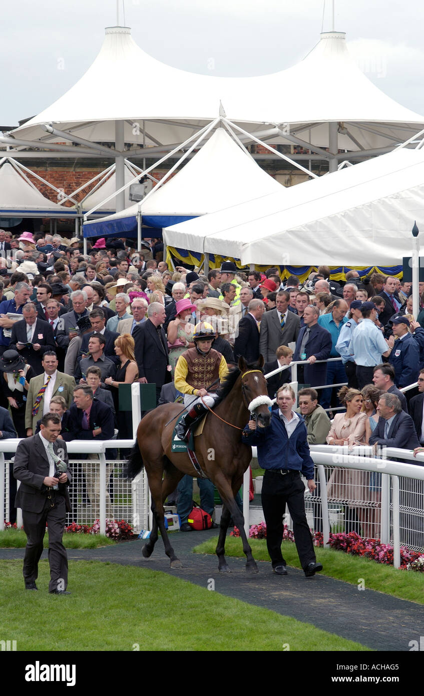 Horse & Jockey en parade (1) - Hippodrome de York Banque D'Images