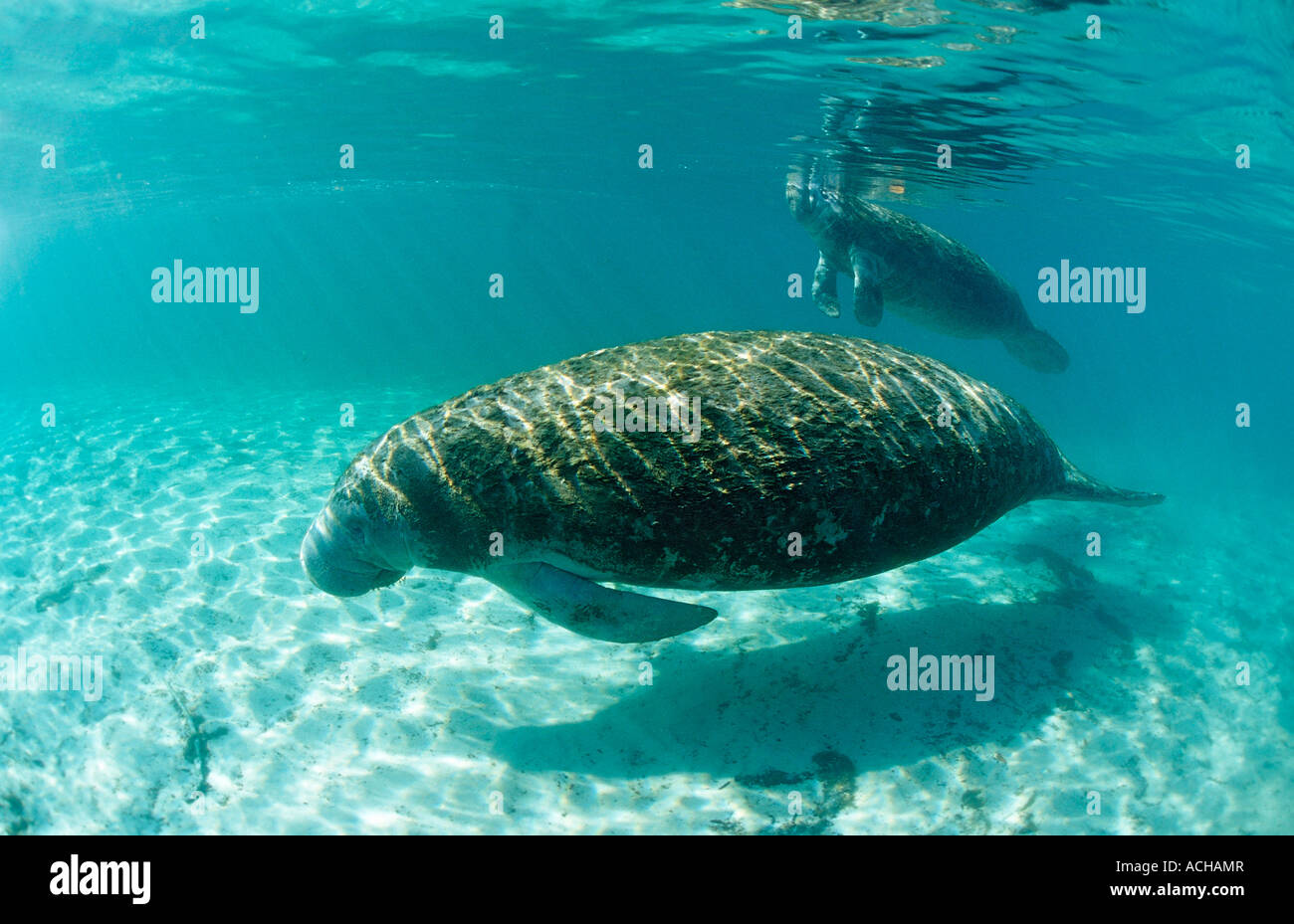 Lamantin des mère et son petit Trichechus manatus latirostris USA Florida FL Crystal River Banque D'Images