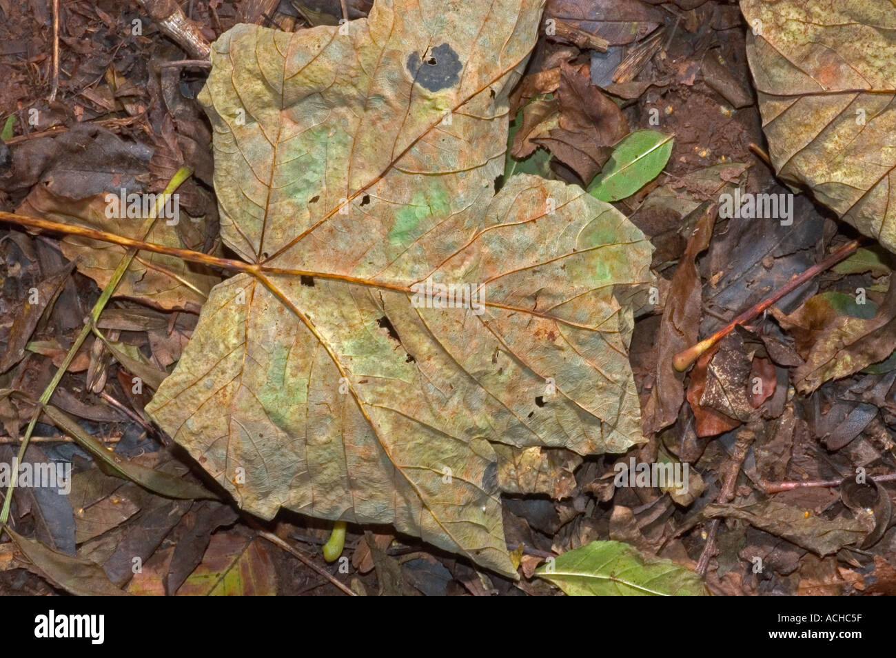 Feuille d'automne sur le sol de la forêt Banque D'Images