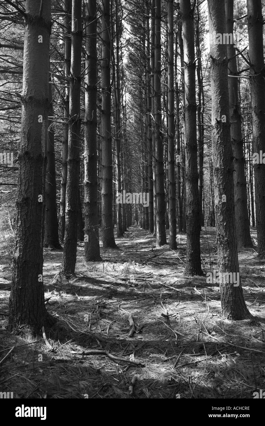 Des rangées d'arbres forme un couloir naturel Banque D'Images