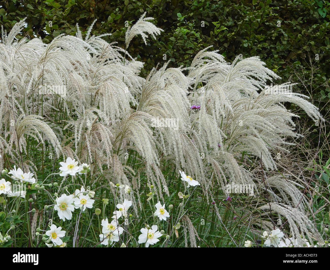 Miscanthus sinensis Kaskade Banque D'Images