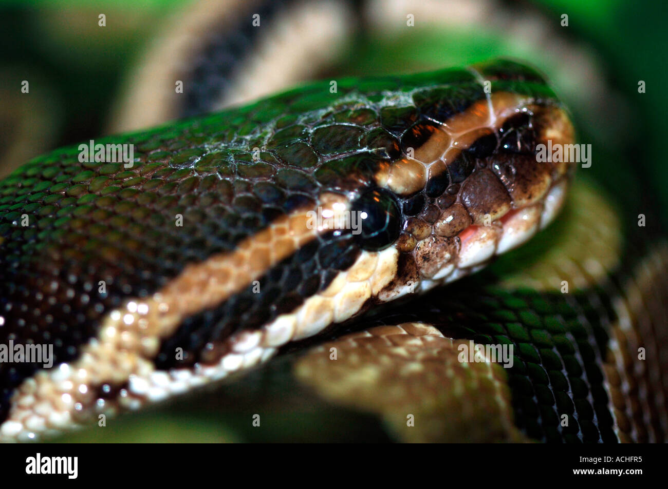 Aussi connu comme le python royal Banque de photographies et d’images à ...